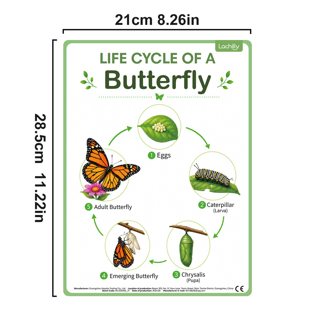 8 Poster Educativi sul Ciclo d - Kids Nature Education recensione e prezzo