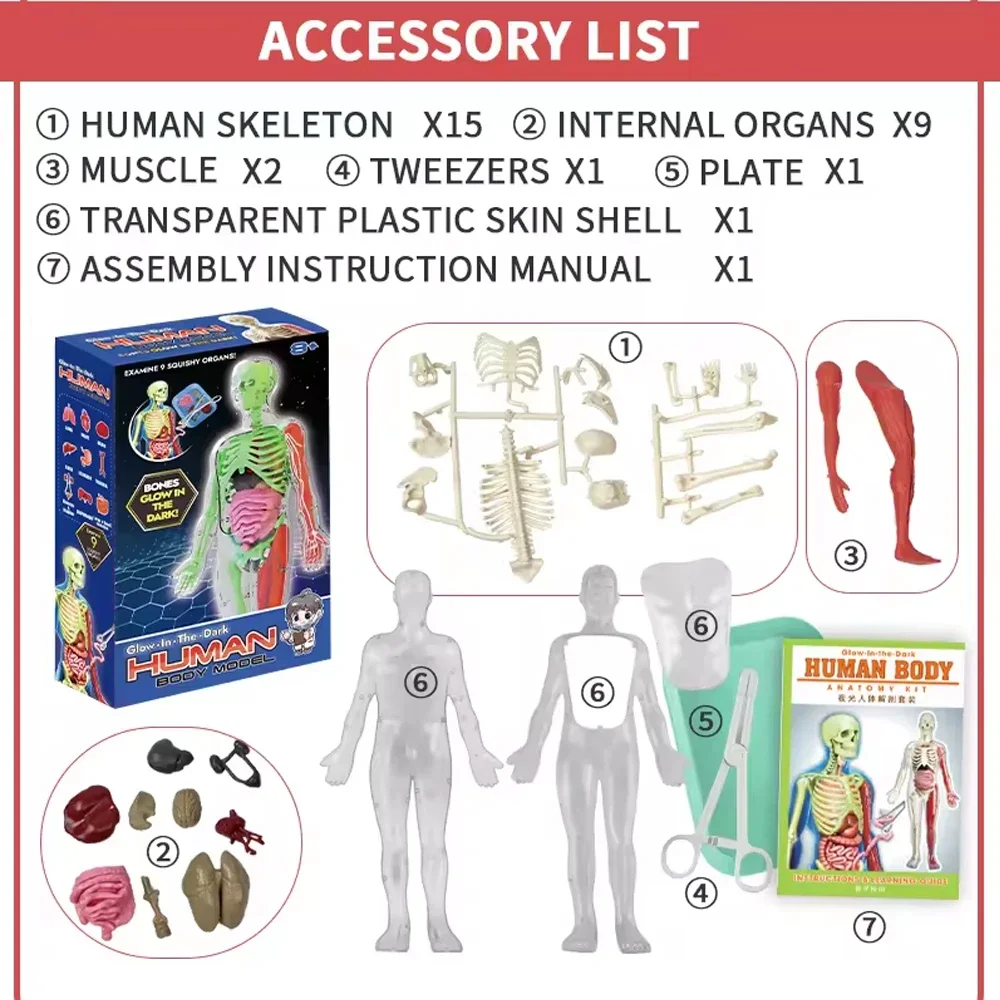 Modello didattico biologico di - Kids Nature Education recensione e prezzo